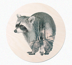 Faunascapes Plywood Print Raccoon
