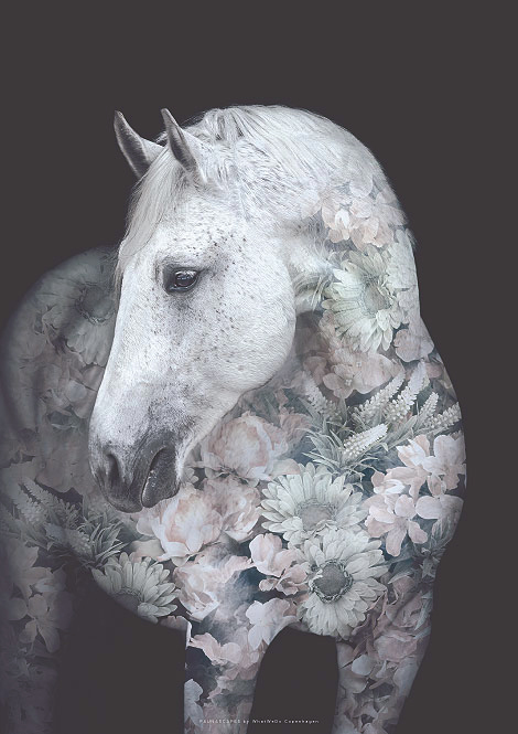 Faunascapes Flower Portrait Andalusian Horse