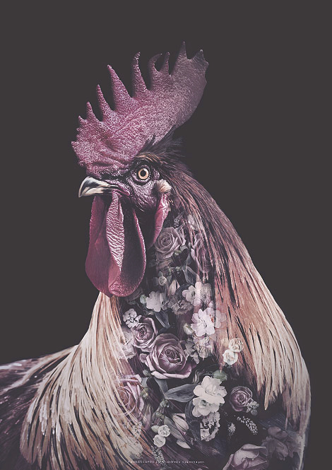 Faunascapes Flower Portrait Burgundy Rooster