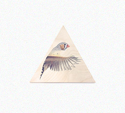 Faunascapes Plywood Print Finch